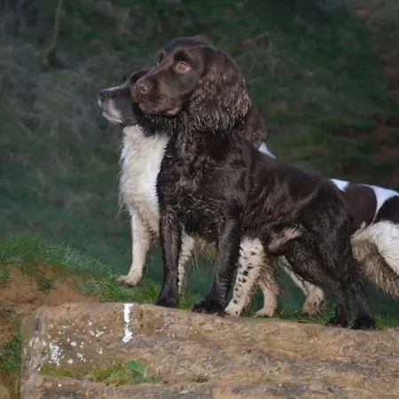 Spaniel Cottage With Views Of Ham Hill, Stoke Sub Hamdon Martock Exterior photo