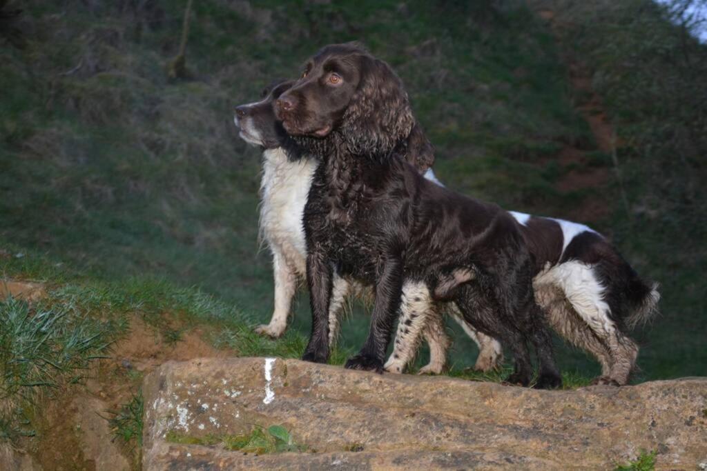Spaniel With Views Of Ham Hill, Stoke Sub Hamdon Holiday home Martock