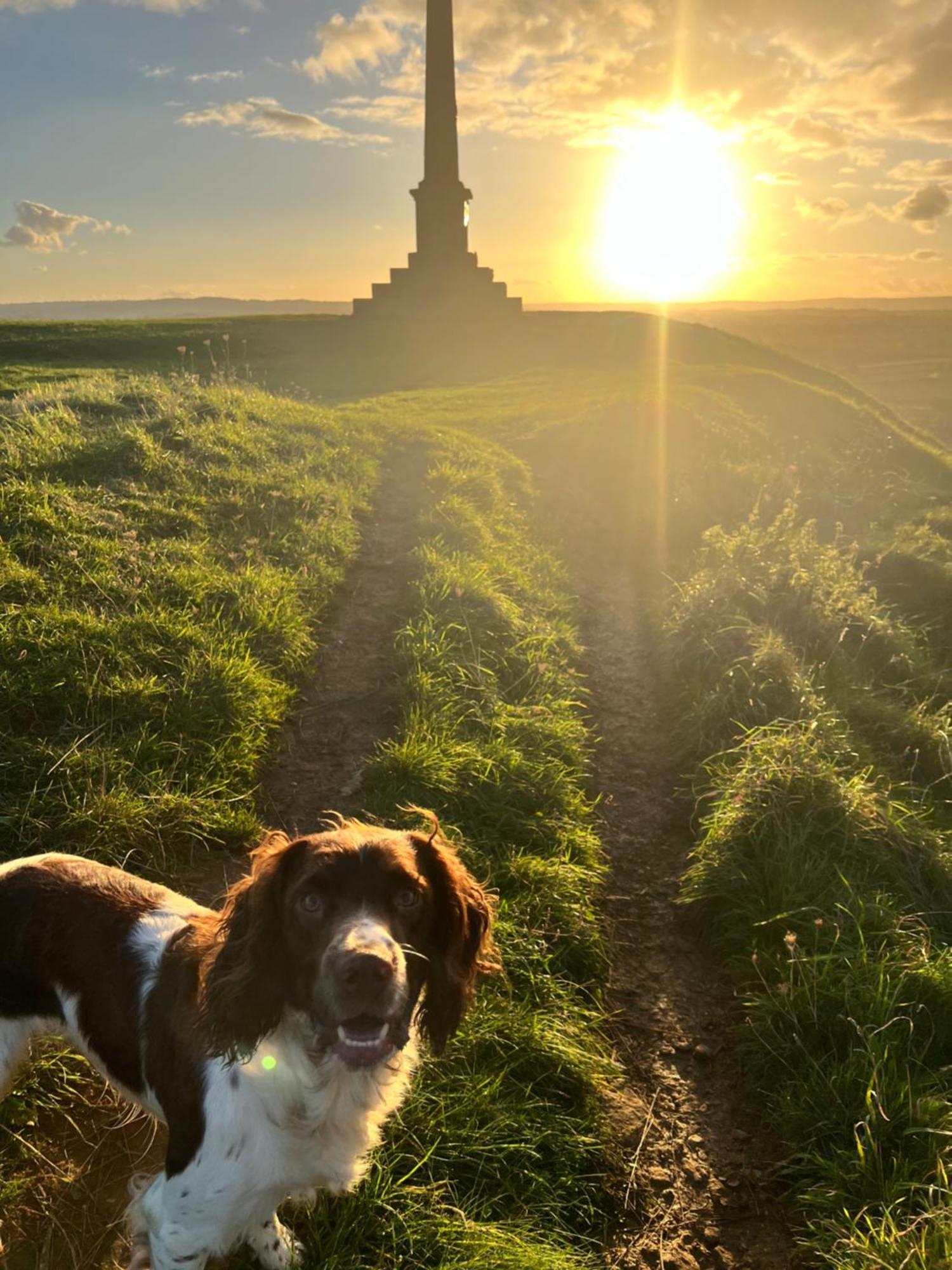 Spaniel With Views Of Ham Hill, Stoke Sub Hamdon * Martock
