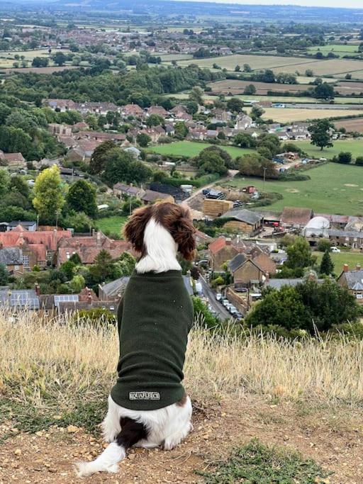 Spaniel With Views Of Ham Hill, Stoke Sub Hamdon * Martock
